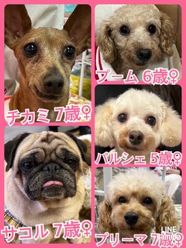 🐾今日の里親様募集中ワンコ🐶メンバーです🐾2022,11,30【保護犬カフェ天神橋店】